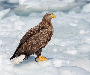 Agami Steller Zeearend Stellers Sea Eagle Haliaeetus Pelagicus Zeea