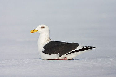 4937