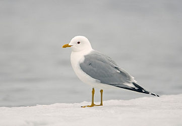 11299