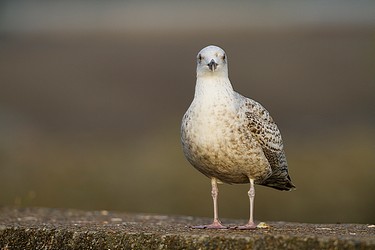 108239