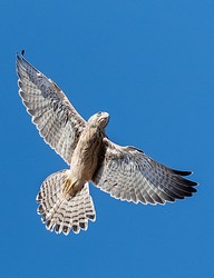 113701