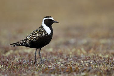 125198