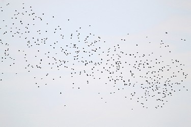 127115