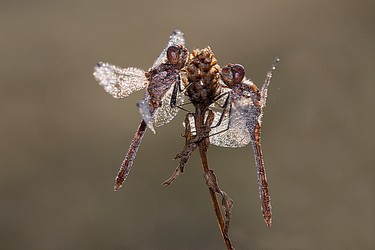134036