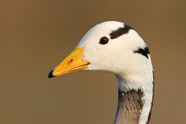 136146