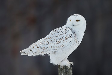 160111