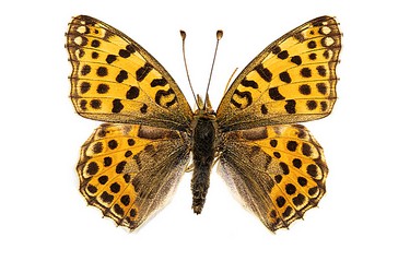 167203