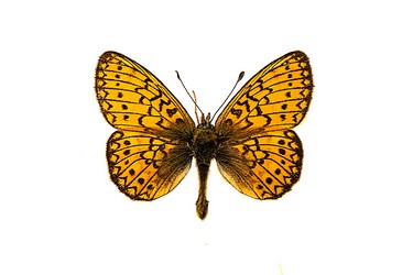 167252