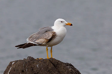 22267
