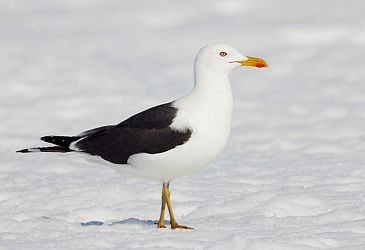 23258