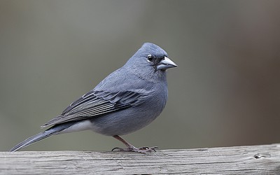 211863
