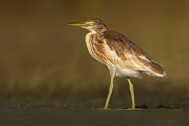 216772