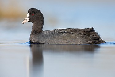 217604