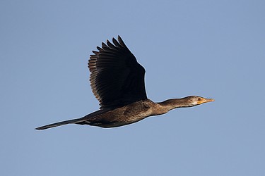 218584