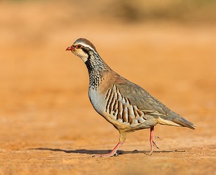 220286