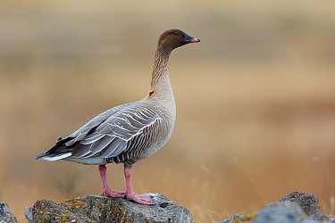 222890