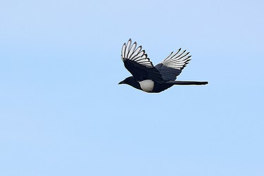 223185