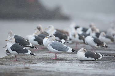 223233