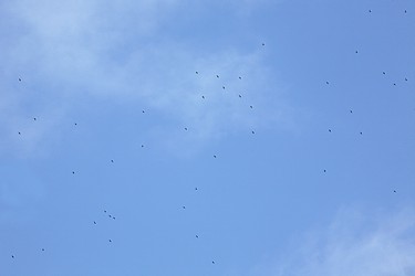 226465