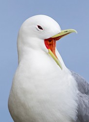 226506