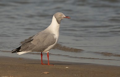 226592