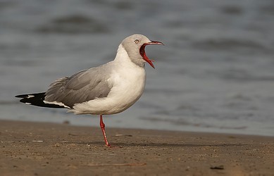 226593