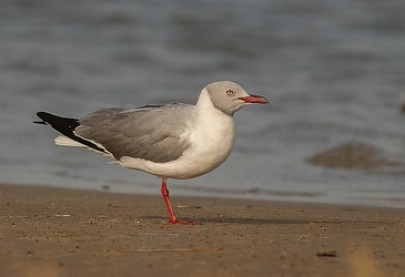 226594