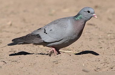226826