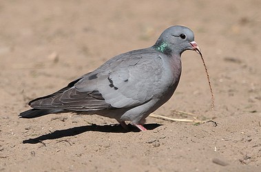 226827