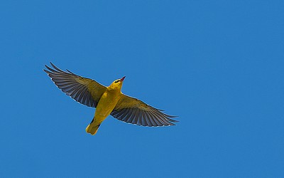 228015