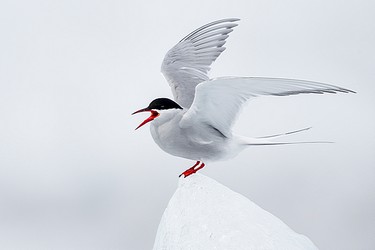 229715