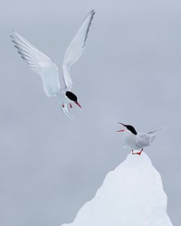 229720