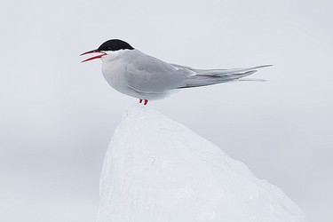 229729
