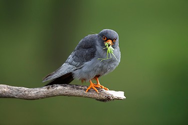 230393