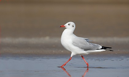 230882