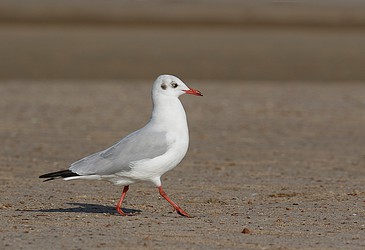 230886