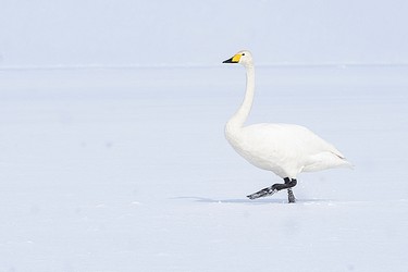 231595