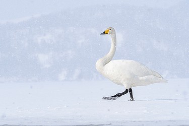 231596