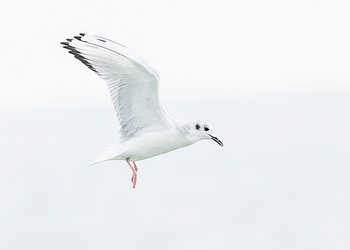 232027