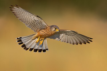 238680