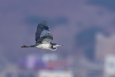240425