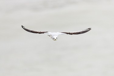 241835
