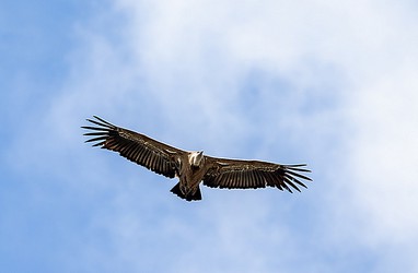 243566
