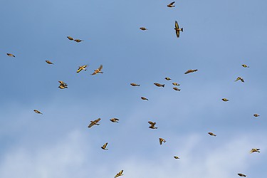 244124