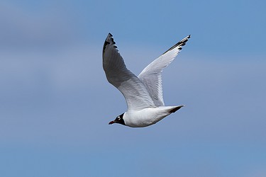 245091