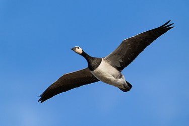 245356