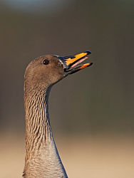30453