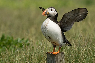 34557