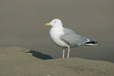 41593