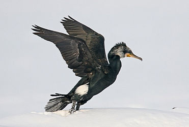 45099